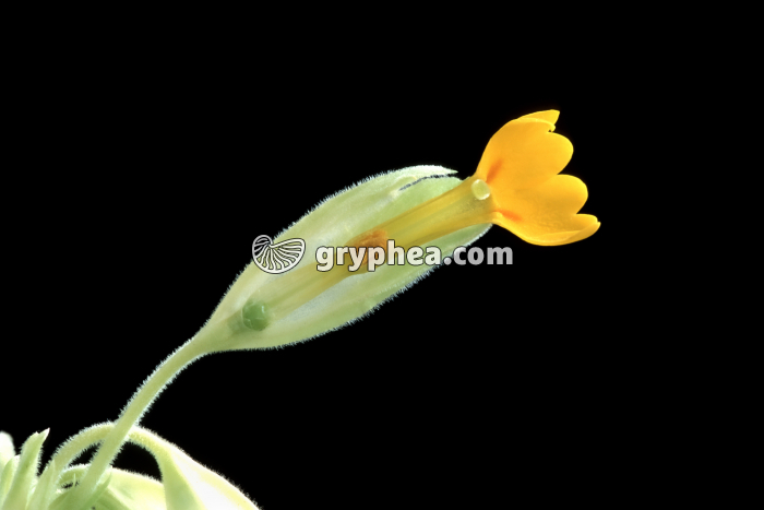 Primevère des bois (Primula elatior) - forme longistyle (dissection) - gryphea.com